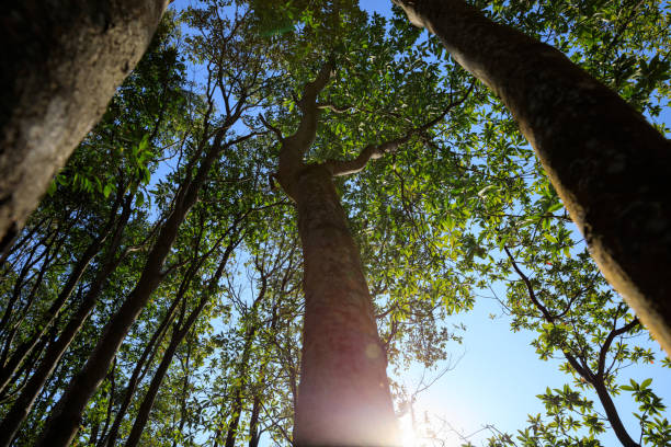 istock Beautiful sunrise in the spring forest mountain top 1324622653
