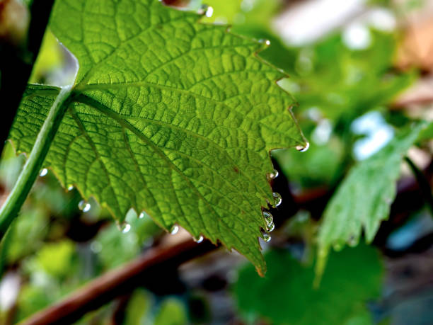 istock morning dew drops on the tips of grape leaves 1324622715