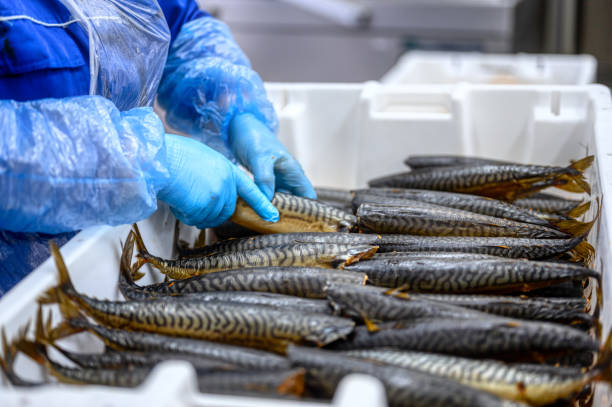 istock A worker lays down smoked mackerel. The fish lies in a heap in a white plastic box 1324622836