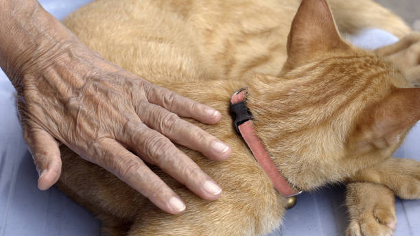 Pet therapy for the Elderly . Pets make patients healtier and happier.