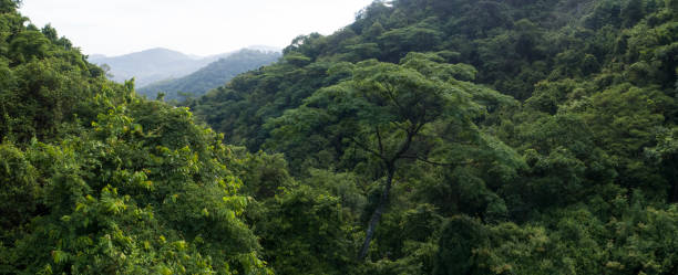 istock Beautiful  landscape in summer tropical forest 1324623786