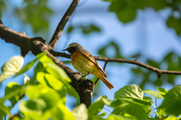 le redstart commun se trouve sur une branche sur un fond flou et lumineux au soleil du matin. - phoenicurus photos et images de collection