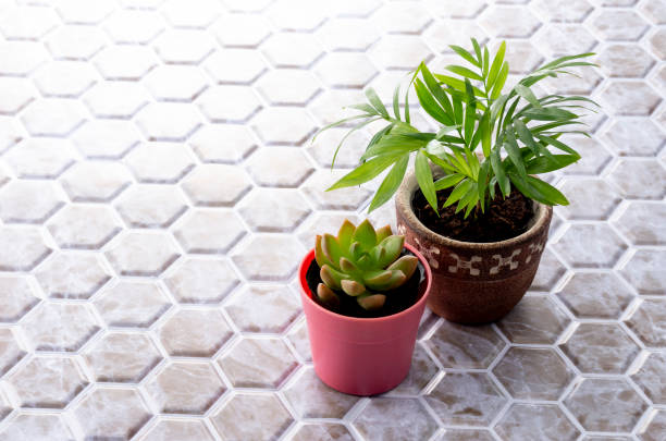 istock Studio shot of foliage plants 1324626256