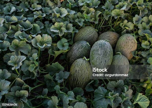 Harvesting Ripe Melons In A Greenhouse Stock Photo - Download Image Now - Melon, Plantation, Abundance