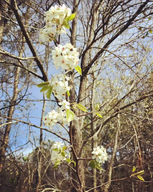 Photo of Spring white blooms