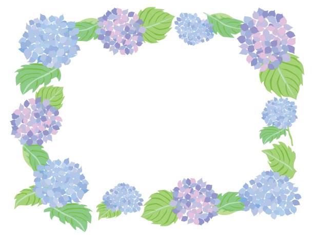 istock Frame illustration of the purple hydrangea of June 1324629633