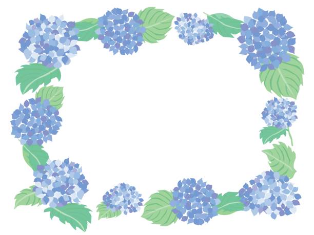istock Frame illustration of the blue hydrangea of June 1324629636