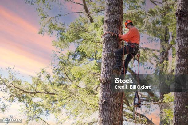 Arborist Climbing Tree With Chainsaw Stock Photo - Download Image Now - Tree Surgeon, Tree, Cutting