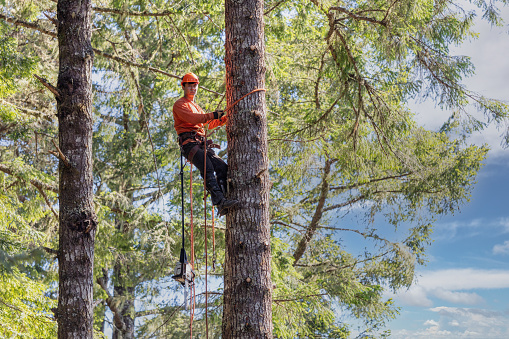 Lumberjack cutting branches on tree in Northern California. Arborist.