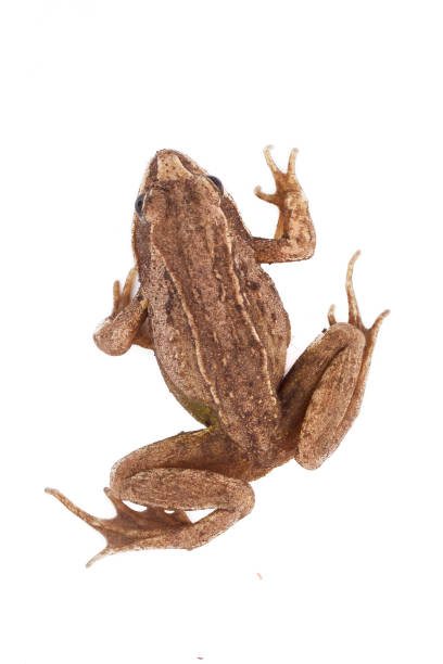 istock Grass brown frog sitting on a white background 1324631101