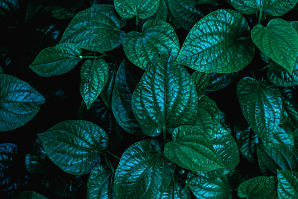 istock Hight angle view of Green Leaves Texture Background. 1324633332