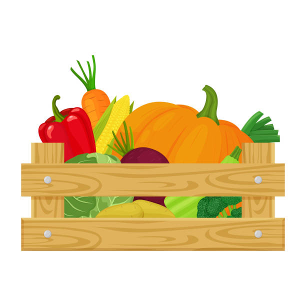 Wooden box with different fresh vegetables Isolated on white background. Vector illustration of farm organic food cartoon flat style. Wooden box with different fresh vegetables Isolated on white background. Vector illustration of farm organic food cartoon flat style. white cabbage stock illustrations