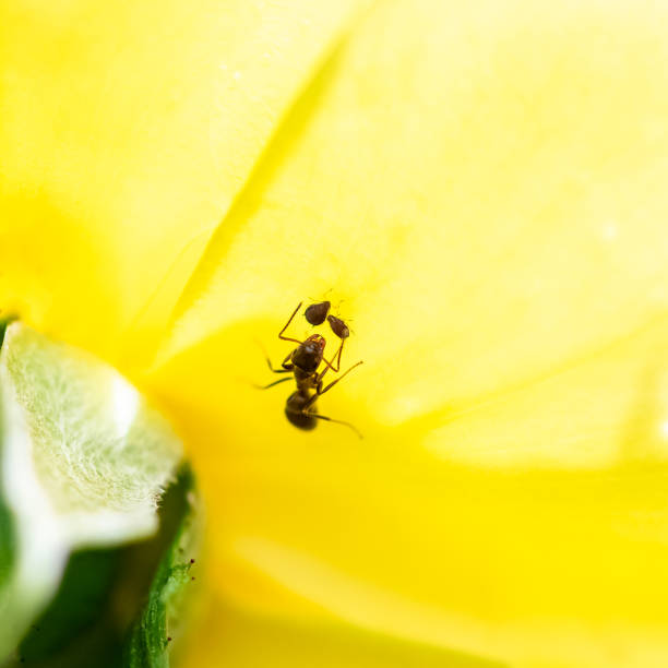 istock an ant that farms aphids 1324634993