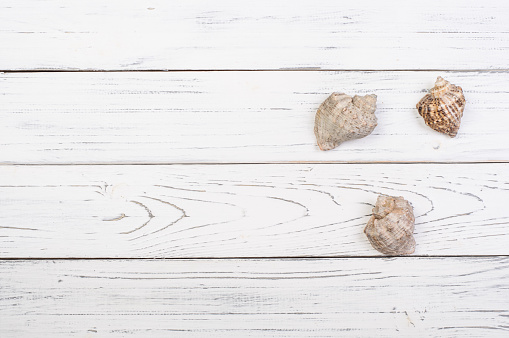 Three large seashells on a white wooden table