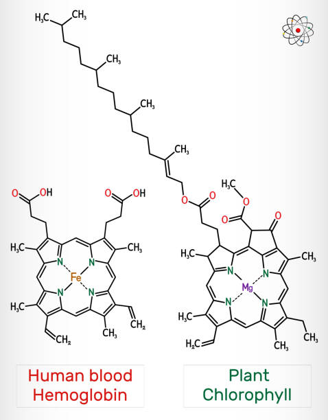 ilustrações de stock, clip art, desenhos animados e ícones de plant chlorophyll and human blood hemoglobin (heme b, haem b) molecule. skeletal chemical formula. - science botany chemistry formula