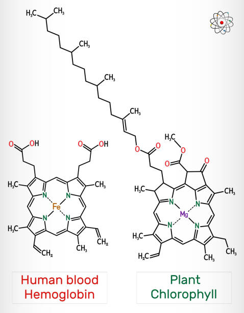 молекула хлорофилла и крови человека гемоглобина (heme b, haem b). скелетная химическая формула. - science botany chemistry formula stock illustrations