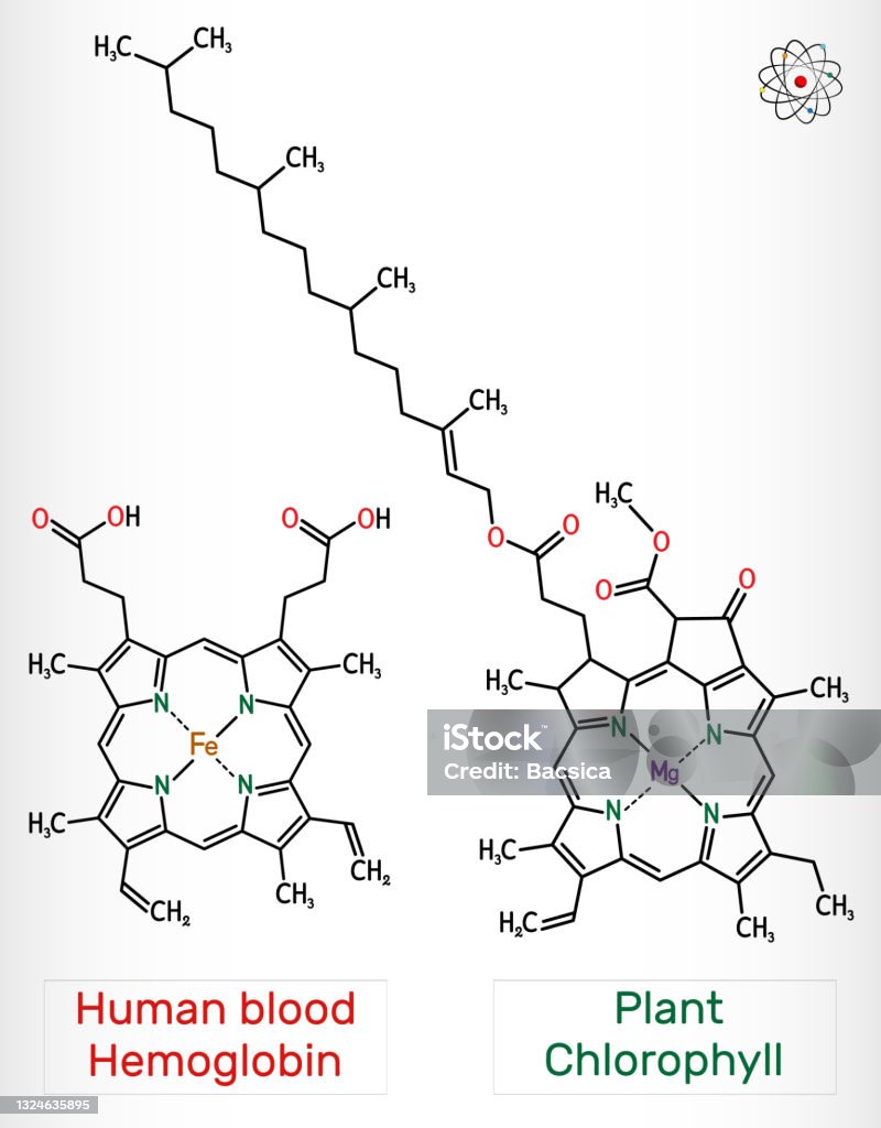 Plant Chlorophyll And Human Blood Hemoglobin Molecule Skeletal Chemical Formula Stock Illustration - Download Image Now - iStock Plant Chlorophyll And Human Blood Hemoglobin Molecule Skeletal Chemical Formula Stock Illustration - Download Image Now - iStock