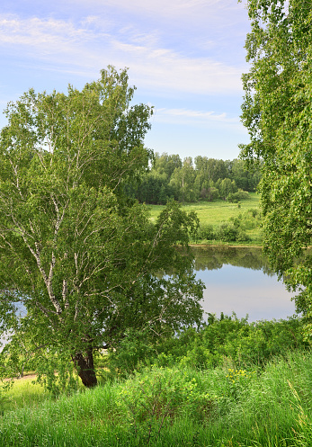 Summer landscape under a blue sky, green lush foliage. Nature of the Novosibirsk region, Siberia, Russia
