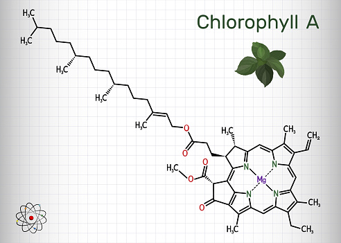 Chlorophyll A, chlorophyll molecule. It is photosynthetic pigment used in oxygenic photosynthesis. Skeletal chemical formula. Sheet of paper in a cage. Vector illustration