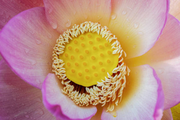istock Heart of Lotus 1324636051