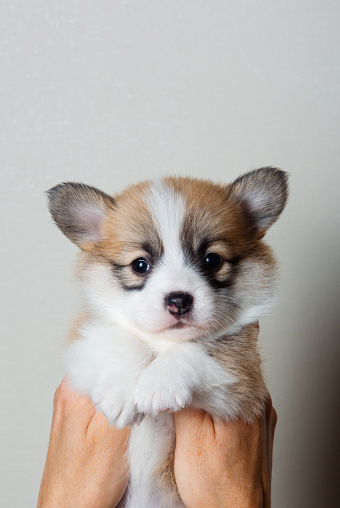 One month corgi puppy on white background, Hands holding corgi puppy.