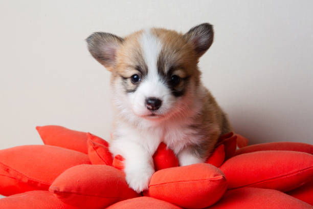 istock One month corgi puppy on red pillow. 1324636840