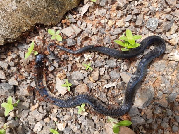 istock Cobra cub is found in southern Thailand. 1324637801