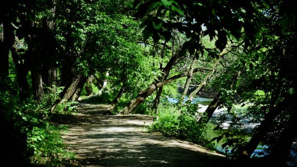 verde del verano a lo largo de etobicoke creek - outdoors footpath leaf toronto fotografías e imágenes de stock