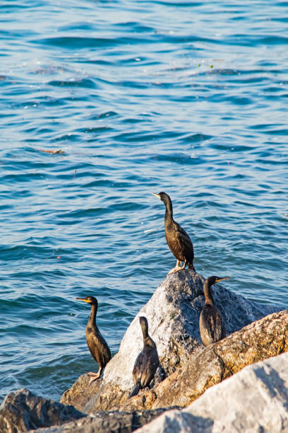 istock Wavy sea and cormorants on the sea cliffs 1324644493