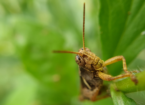 Macro shot of brown color grasshopper insect (cricket insect)