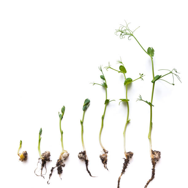 istock micro greens pea shoots in different grown stages lined up in a row against a white background 1324646077