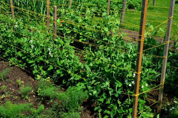 아이들이 정원에서 수집하는 것을 좋아하는 설탕 완두콩 묘목을 보호하는 문자열로 나무 지원 - garlic hanging string vegetable 뉴스 사진 이미지