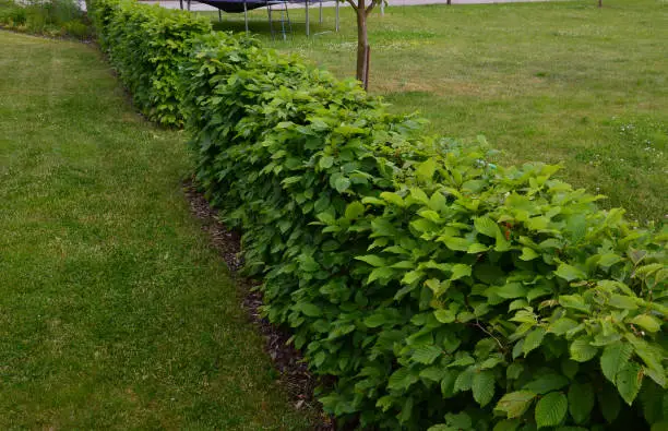 hornbeam green hedge in spring lush leaves let in light trunks and larger branches can be seen natural separation of the garden from the surroundings can withstand drought, carpinus, betulus, ribbon