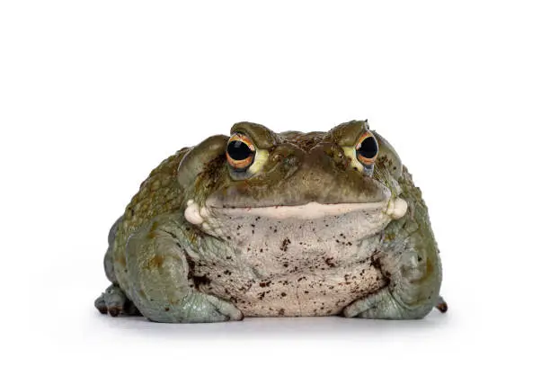 Bufo Alvarius aka Colorado River Toad, sitting facing front. Looking to camera with golden eyes. Isolated on white background.