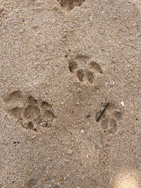 istock Dog foot print on the beach 1324648379