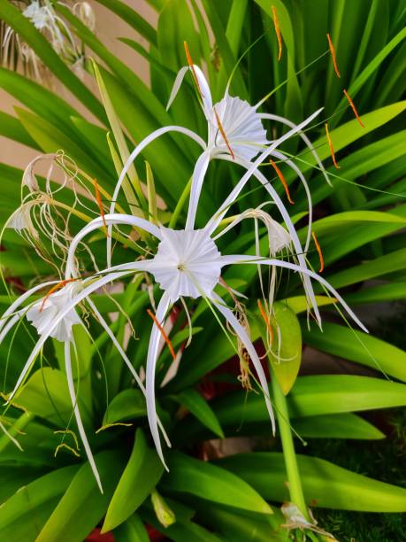 Spider Lily Spider Lily spider lily stock pictures, royalty-free photos & images