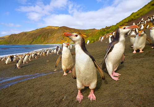 Penguins on Macquarie Island