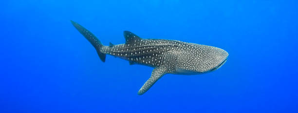 Whale Shark Whale Shark whale shark photos stock pictures, royalty-free photos & images