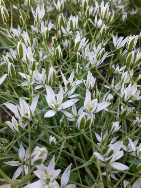 istock Many white delicate little flowers 1324654052