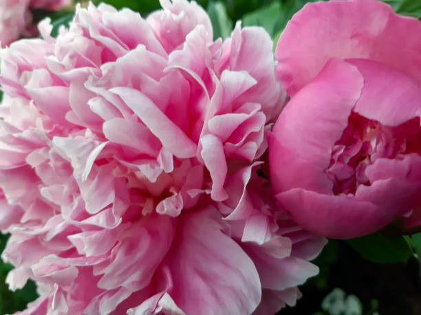 istock Luxurious large pink peonies close up 1324654194