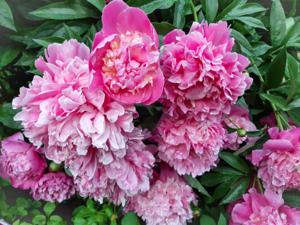 istock Luxurious large pink peonies close up 1324654199