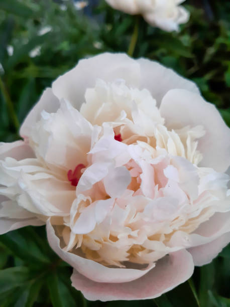 istock Opened peony flower. Macro shot 1324654262