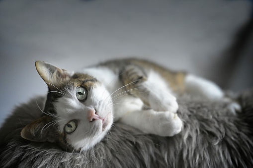 Cute tabby cat lying on fleece and looking at camera.