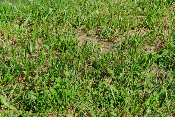istock Green grass on the lawn in the park 1324657524
