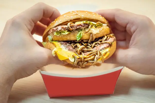 Big burger with mealworms. Male hands with beef burger and edible insects as meat substitute.