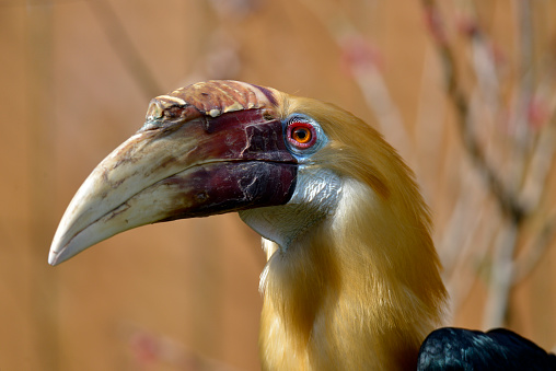 Portrait of male Papuan hornbill or Blyth hornbill (Rhyticeros plicatus) seen from profile
