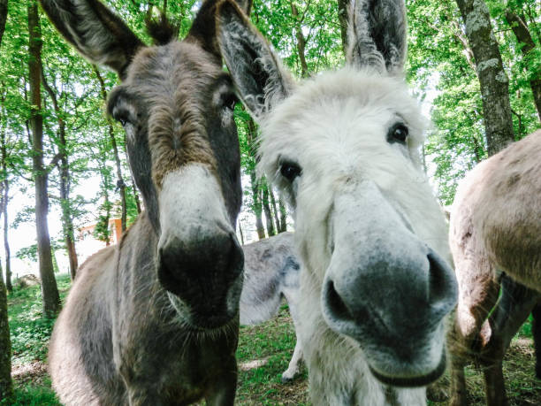 istock A group of donkeys look closely at the camera. 1324658697