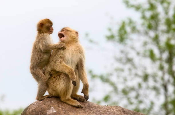 Monkey Discussion 2,300+ Monkey Communication Stock Photos, Pictures & Royalty-Free ...
