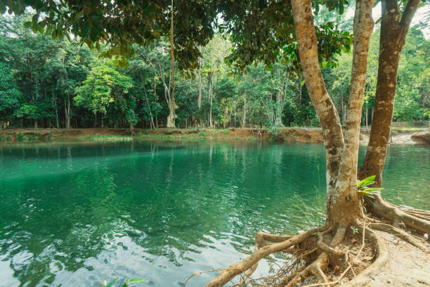 istock The most beautiful crystal clear waters is at Deramakot, Kun Kun River. 1324660755