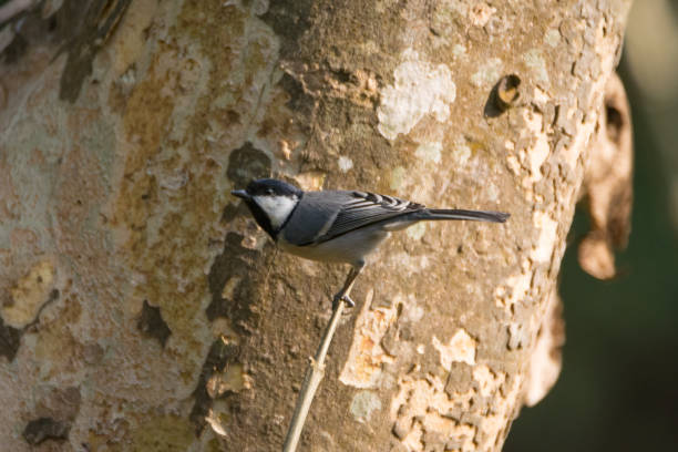 istock Beautiful side posing Cinerous Tit in the wild 1324661156